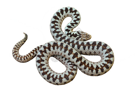 共同横越毒蛇(Viper)背景图片