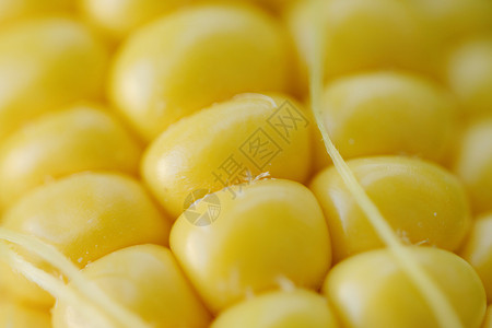 花园里新鲜的黄黄色玉米水果维生素饮食蔬菜黄色绿色背景图片