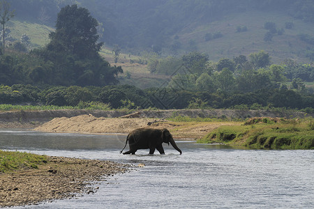 大象跨越清迈泰国清迈河背景图片