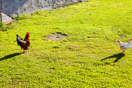 龙鸡和鸡红色羽毛棕色动物尾巴环境公鸡警报农场波峰食物高清图片素材