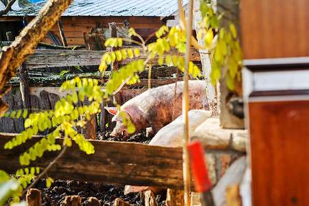 猪圈里的猪小猪家畜食物猪舍粉色动物哺乳动物团体农场猪肉肮脏地高清图片素材