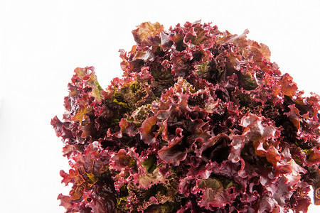 以白色灰色灰色地带隔离的紫色罗马黑白生料营养食物莴苣蔬菜荷叶绿色维生素沙拉双色农业背景图片