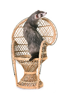 演播室的雪貂工作室动物捕食者宠物椅子灰色哺乳动物背景图片