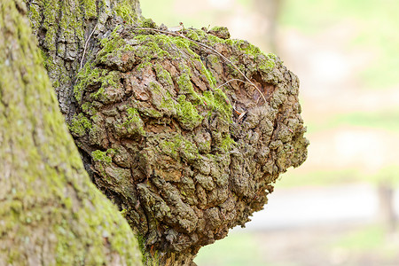 树皮植物公园宏观森林环境木头树干棕色材料木材高清图片