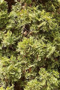 树图绿色针叶叶子白色花园植物群家庭宏观墙纸植物背景图片