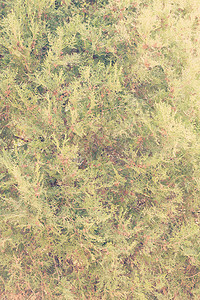 树图植物群花园针叶植物叶子宏观墙纸家庭白色公园背景图片