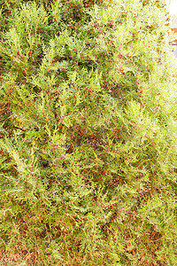 树图植物白色植物群崖柏家庭花园绿色宏观树篱墙纸背景图片