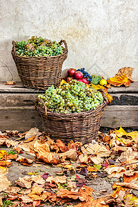 秋天的静止生命与果实和叶子一起在木制基地上感恩食物季节饮食绿色红色篮子静物收成背景图片
