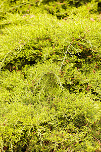 树图植物公园墙纸崖柏白色植物群宏观树篱家庭叶子背景图片
