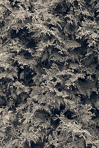 树图绿色针叶墙纸白色花园公园树篱植物宏观叶子背景图片