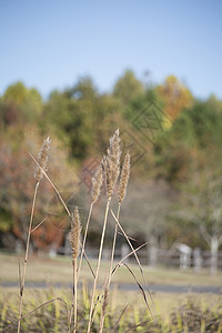 水 Reeds沼泽粮食生态芦苇橙子植物学花园植被荒野植物群金的高清图片素材