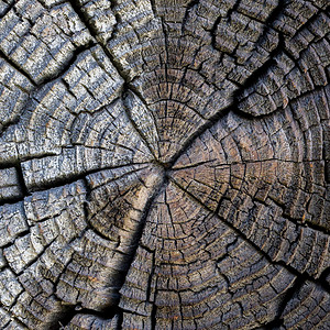 原木纹理老的松树高清图片