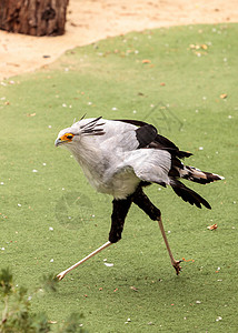 草原蛇头海豹Sagittarius鸟类大鸟动物背景图片