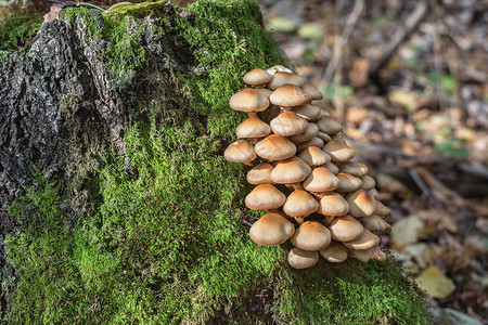 蘑菇树干绿色黄色苔藓植物木头帽子腐烂家庭团体树桩高清图片素材