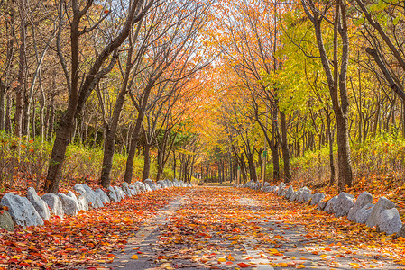 韩国首尔秋天韩国公园背景图片
