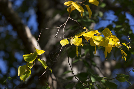 树木中的黄发黄的叶子树叶黄色天空季节绿色桦木蓝色背景图片
