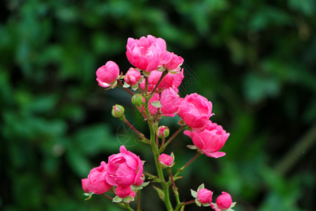 粉红小花植物群生物学公园生长植物白色植物学红色绿色背景图片