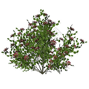 花丛  3D花园绿色生态植物衬套叶子植物群白色环境背景图片