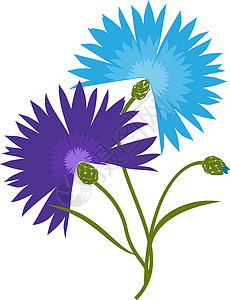 花束制作在白色背景隔绝的蓝色花矢车菊 它制作图案的卡通矢量矢车菊花瓣旅游标签花束插图植物学国家叶子植物群野花插画