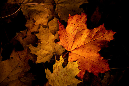 森林地板上多彩的秋叶背景情况季节性季节黄色墙纸叶子树叶橙子背景图片