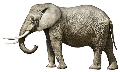 大象野生动物哺乳动物政治动物选举象牙共和竞选符号背景图片