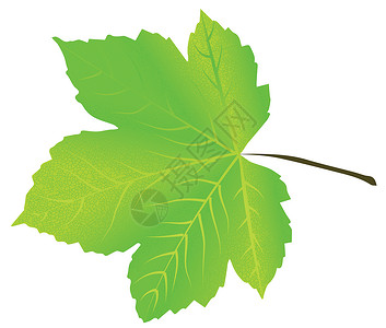 白色背景上孤立的 现实现实的绿色绿木叶季节植物学插图植物树叶背景图片