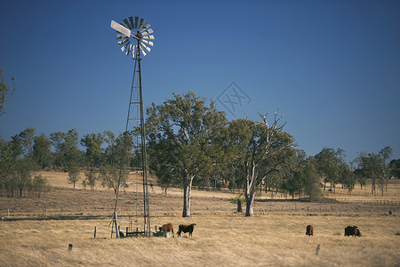 白天在农村的风车和奶牛动物农田牧场牛肉草地农场乡村农业场地哺乳动物背景图片