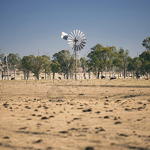 白天在农村的风车和奶牛动物场地草地哺乳动物农田农场乡村牛肉农业牧场背景图片