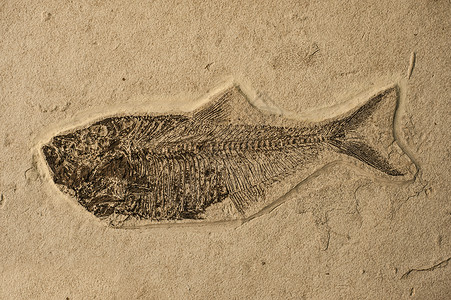 海鱼化石动物环境古生物学化石岩石灭绝地质学背景图片