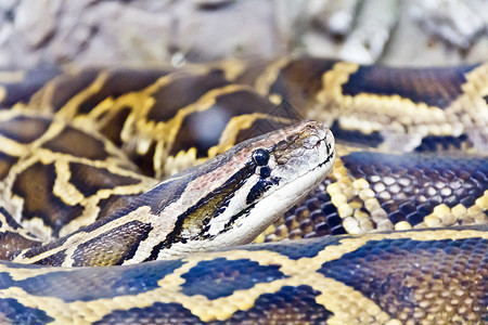 蟒蛇头合影照片蛇皮动物舌头野生动物爬虫皮肤皮革框架冷血动物园背景图片