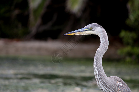 8月 马里布海滩水上大蓝海隆环境海滩钓鱼羽毛沼泽鸟类苍鹭脖子马里布飞行背景图片
