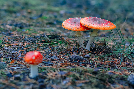 红色的蘑菇红色有毒Amanita蘑菇树叶木头菌类地面树木森林植物生长照片生物学背景