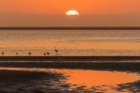 沃尔维斯湾日落时火烈鸟的轮椅高清图片