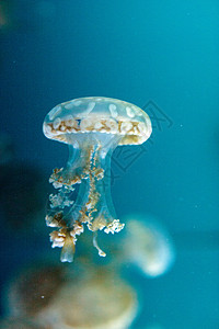 金色果冻热带异国海蜇情调漂浮野生动物生物潜水危险点状背景图片