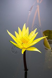 夏天花之芍药夏天花莲花在池塘开花植被情调宏观生长花园植物紫色热带百合香味背景