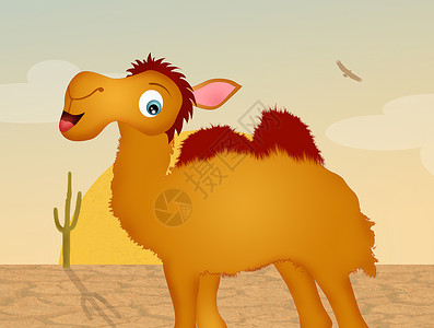 仙人掌和骆驼沙漠中的骆驼日落绿洲动物插图哺乳动物荒野单峰卡通片干旱背景