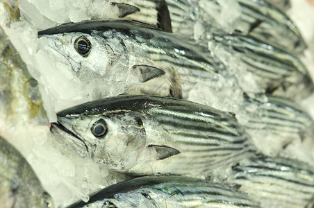 悉尼海鲜鱼类市场鲣鱼海鲜食物背景