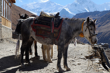 尼泊尔山马在山上高高的山上背景图片