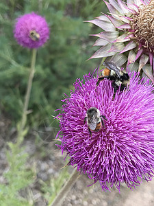 粉红鲜花 蜜蜂泡背景图片