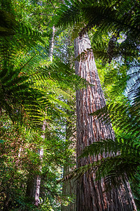 红木岛新西兰罗托鲁阿 大塞科亚红木林蕨类国家旅行松树林业植物树木红杉木头森林背景