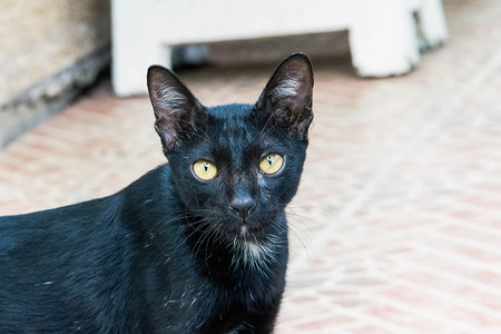 黑猫盯着地上看草地白色毛皮绿色花园哺乳动物地面猫咪手表荒野背景图片