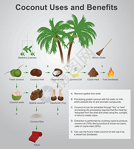 椰子的使用和利益图片素材