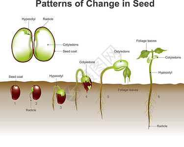 种子发芽 教育信息图象矢量高清图片