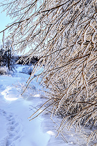 冷冻 冬天背景的树枝季节高清图片素材