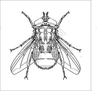 苍蝇馆子苍蝇线绘图 - 简单线矢量设计图片