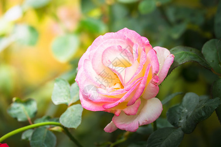 花园里的玫瑰花情人日光花瓣树叶玫瑰绿色粉色植物群背景图片