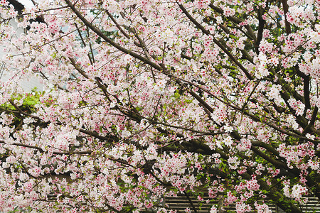 台灣天源寺的樱花樱花高清图片