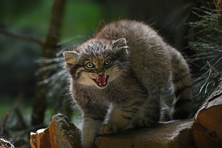 帕拉斯猫近距离拍摄马努尔小猫刺耳的肖像牙齿森林荒野婴儿动物园眼睛野生动物石头相机动物背景