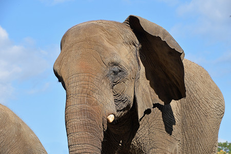 极近特写大象半截图肖像树干蓝色野生动物天空灰色耳朵獠牙动物园女性动物背景图片