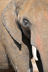 极近特写大象半截图肖像耳朵动物灰色动物园野生动物眼睛荒野树干獠牙背景图片